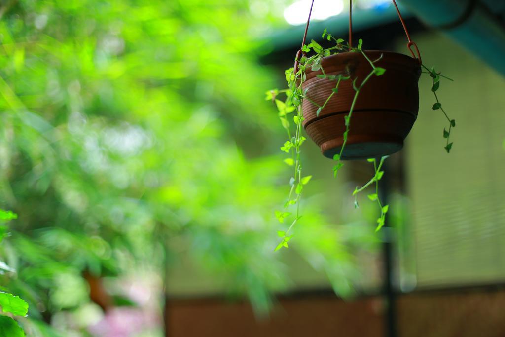 Greenspaces B&B Munnar Exterior foto