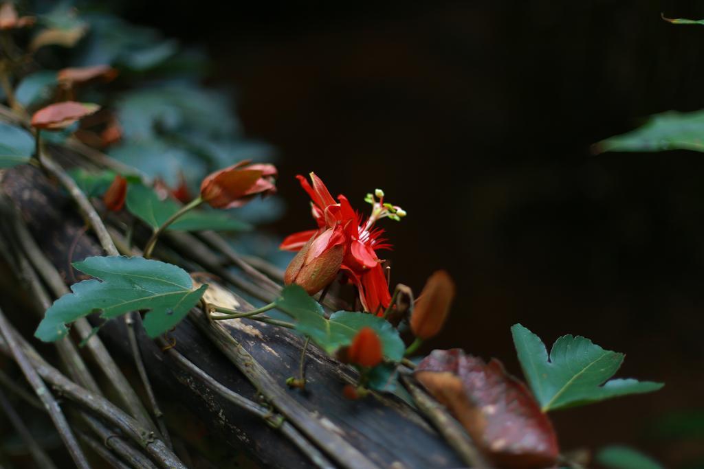 Greenspaces B&B Munnar Exterior foto
